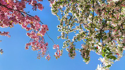 Image showing Beautiful flowers of spring trees 