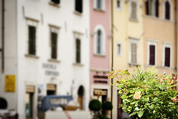 Image showing Flowers with blurred houses