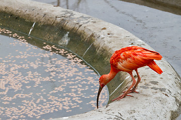Image showing scarlet ibis or Eudocimus ruber