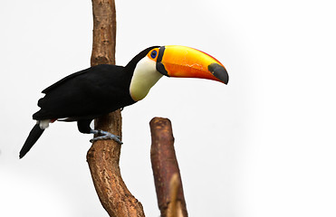 Image showing channel-billed toucan