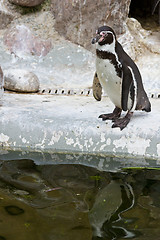 Image showing Penguins ,Sphenisciformes