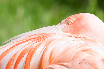 Image showing Pink flamingo close-up