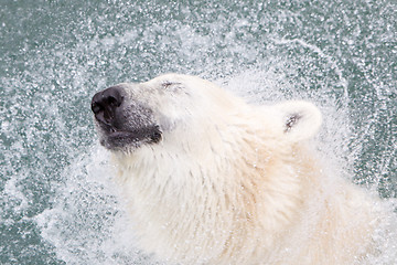 Image showing Close-up of a polarbear (icebear), selective focus on the eye