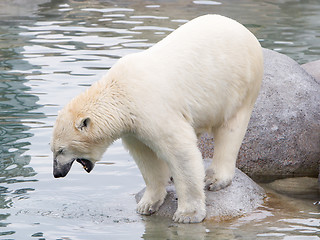 Image showing Close-up of a polarbear (icebear)