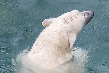 Image showing Close-up of a polarbear (icebear)