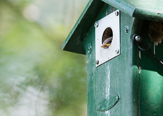 Image showing Young sparrow sitting in a birdhouse