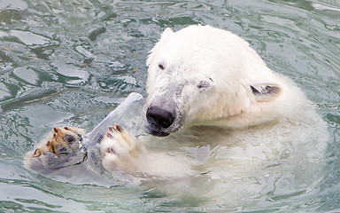 Image showing Close-up of a polarbear (icebear)