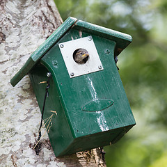 Image showing Young sparrow sitting in a birdhouse