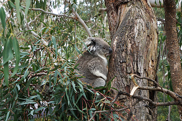 Image showing Australian Koala Bear 