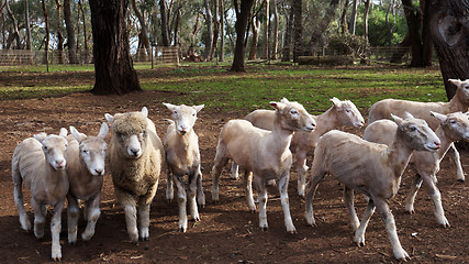 Image showing White sheep in fence