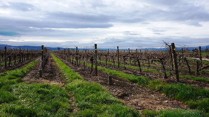 Image showing Landscape with winter vineyard