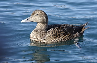 Image showing Eider