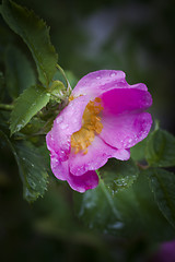 Image showing rosa rugosa