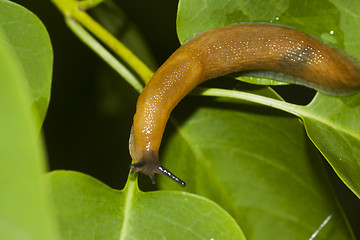 Image showing slug