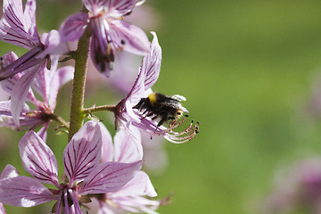 Image showing bumble bee 