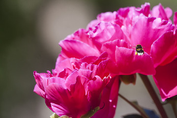 Image showing bumble bee on the way