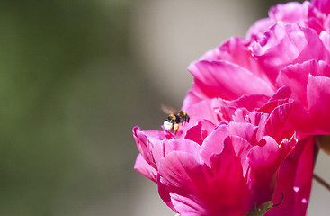 Image showing peaony and bumble bee