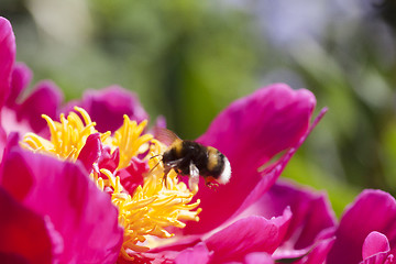 Image showing peaony and pollinator