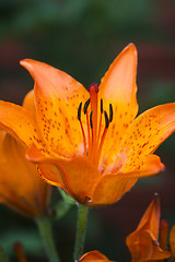 Image showing orange lily