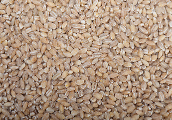 Image showing organic wheat grains 