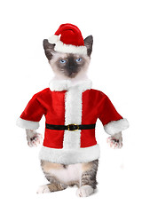 Image showing Siamese Cat Wearing a Santa Claus Suit