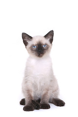 Image showing Siamese Kitten on White Looking Mad