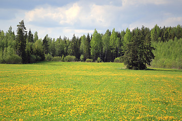 Image showing Colorful Spring Meadow with Yellow Dandelions
