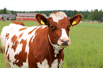 Image showing Cool Cow on Green Field