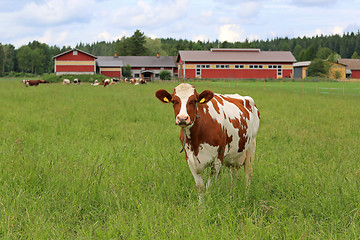 Image showing Cow and Farmstead