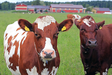 Image showing Cool Cows on Green Field 