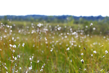 Image showing Bog Landscape with Cottongrass