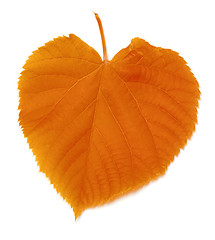 Image showing Autumnal leaf on white