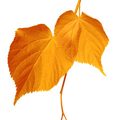 Image showing Autumnal leaves on white