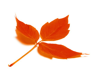 Image showing Red autumn leaf