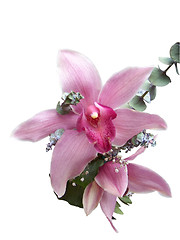 Image showing Pink Orchid