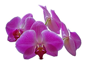 Image showing Purple Orchid