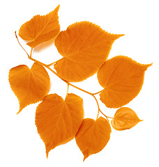 Image showing Autumn tilia leafs on white background