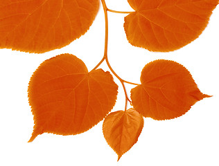 Image showing Autumnal linden-tree leafs
