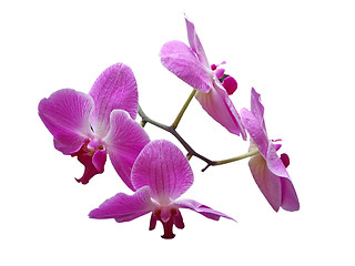 Image showing Purple Phalaenopsis