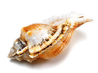 Image showing Shell of frog snail (Tutufa bubo)