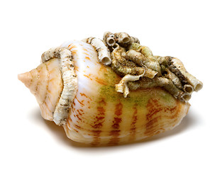 Image showing Shell of cone snail