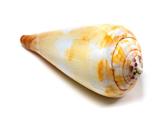 Image showing Seashell on white background