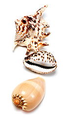 Image showing Three seashells on white