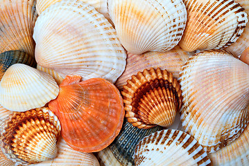 Image showing Shells of anadara and scallops