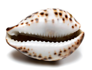 Image showing Shell of Cypraea tigris