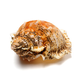 Image showing Shell of frog snail (Bursa bubo)