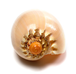 Image showing Shell of Cymbiola