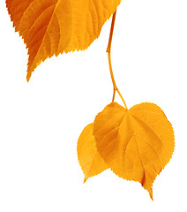 Image showing Yellowed autumnal leaves 