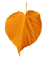 Image showing Autumn linden-tree leaf isolated on white