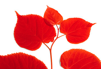 Image showing Red sprig of linden-tree